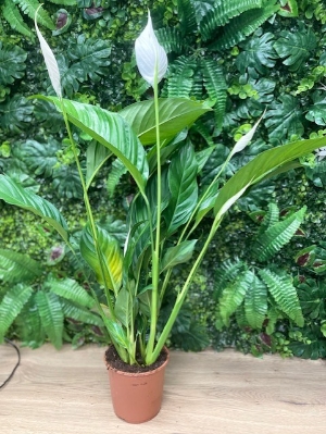 Peace Lily (Spathiphyllum)