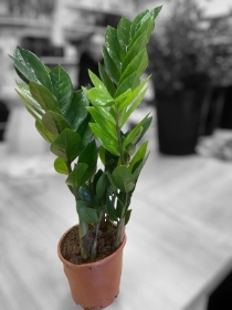 Zamioculcas Plant