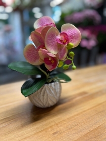 Small artificial Orchid plant